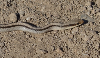 Patchnose snake